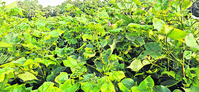 పత్తి రైతుకు వాన కష్టాలు 2
