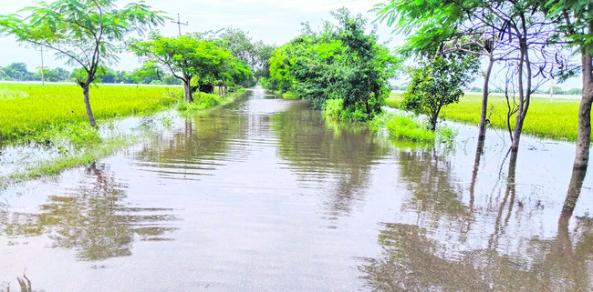 నిలకడగా గోదారి.. నీటిలోనే పంటలు 1
