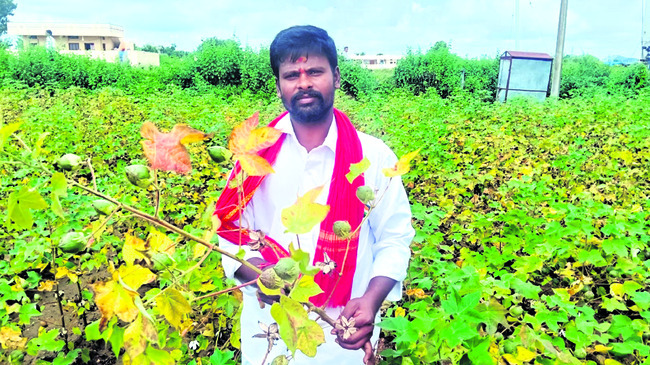 ఎరుపెక్కిన తెల్లబంగారం2