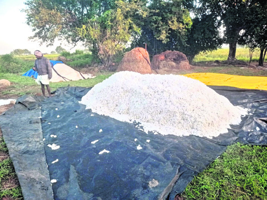 ఎరుపెక్కిన తెల్లబంగారం1