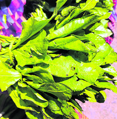 తోటకూర..
1