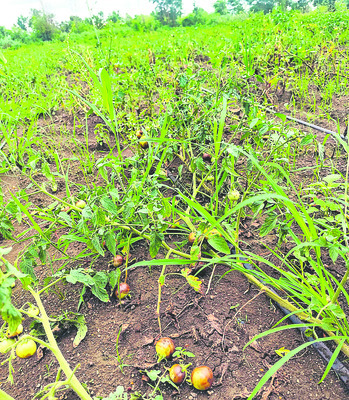కూరగాయాలు1