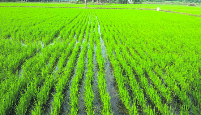 బ్లాక్లో యథేచ్ఛగా యూరియా దందా1