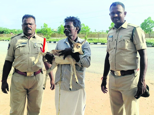 సస్యరక్షణ చర్యలే ముఖ్యం 3