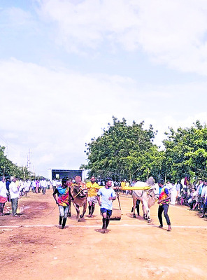 సత్తా చాటిన వెంకటగిరి వృషభాలు1