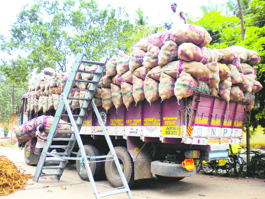 అధరకొడుతున్న కొబ్బరి1