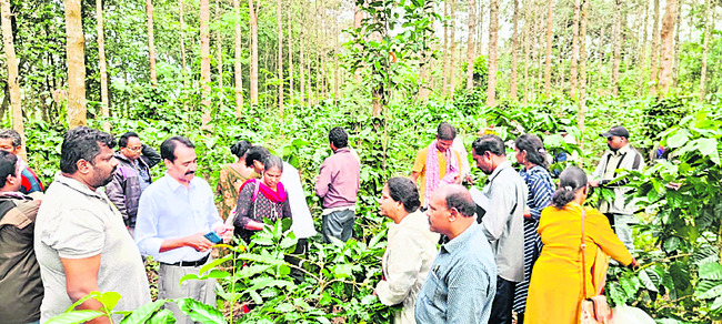 కాఫీ రైతుల సహకారంతో బెర్రీబోరర్‌ నిర్మూలన1
