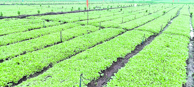 ముమ్మరంగా పొగాకు నారుమడులు1