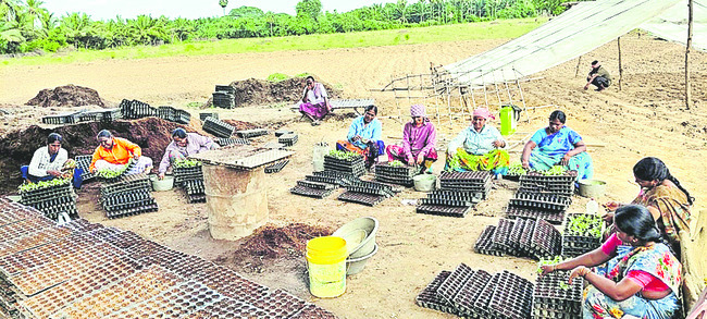 ముమ్మరంగా పొగాకు నారుమడులు1