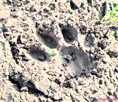 వానగుట్ట ప్రాంతంలోనే పులి మకాం1