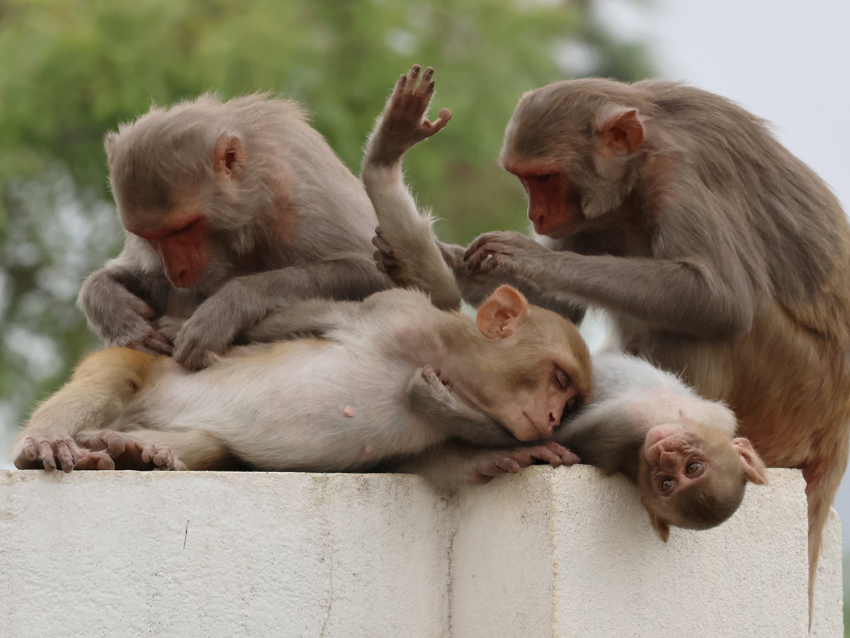 Best Photos of The Week in AP and Telangana Photo Gallery10
