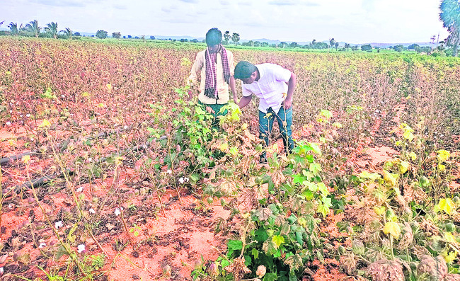 రైతుకు వి‘పత్తి’ 1