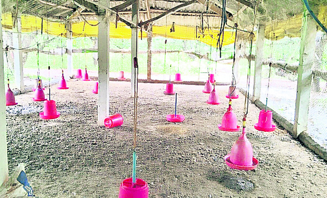 రాణికట్ వ్యాధితోనే లక్షలాది కోళ్ల మృతి1