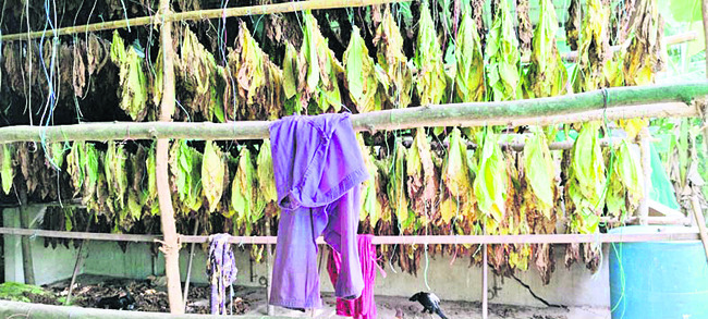 దగా పడ్డ వైట్‌ బర్లీ రైతు 2