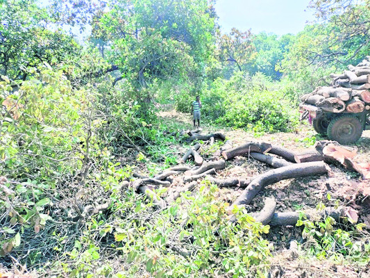 జీడిమామిడి కనుమరుగు 1