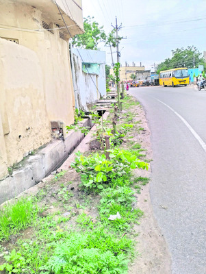 పేరుకే వన మహోత్సవం 3