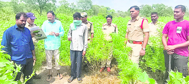 పత్తిలో మత్తు పంట1