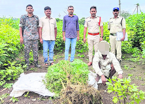 పత్తిలో మత్తు పంట2