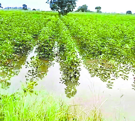 పంటలను ముంచెత్తిన సింగూరు1