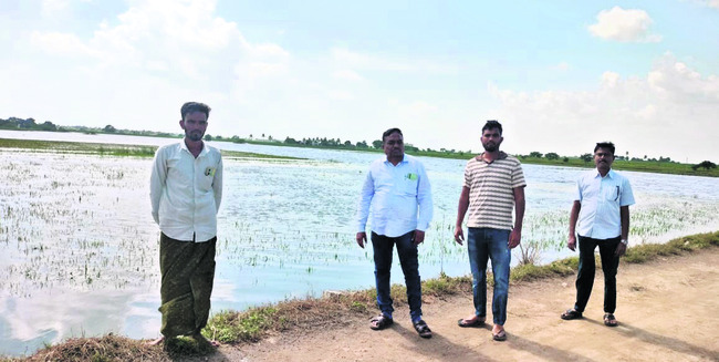 1,259 ఎకరాలవరిపంటకు నష్టం 
1