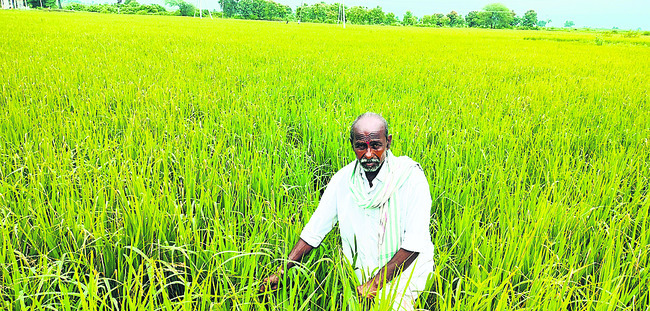 తెగుళ్ల కలవరం!1