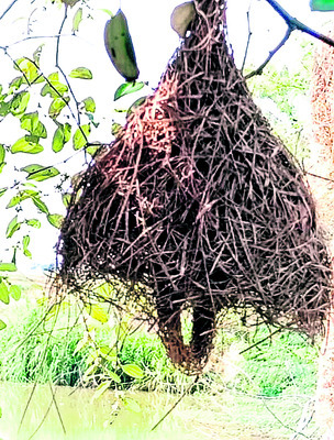 గిజిగాడి ప్రేమ సౌధాలు!1