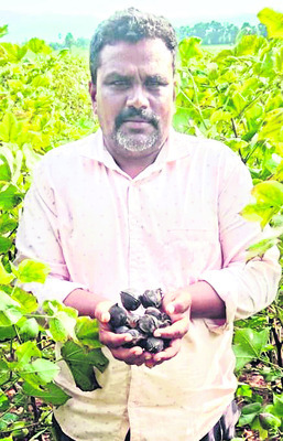 పత్తి ధరలో దగా!2