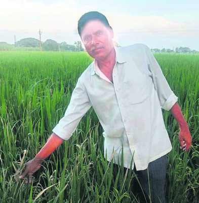 వరికి ఎండాకు తెగులు1