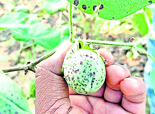 పత్తిరైతు పరేషాన్‌!1