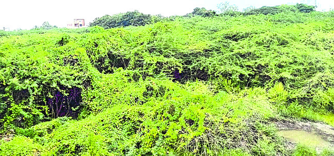 పల్నాడు2