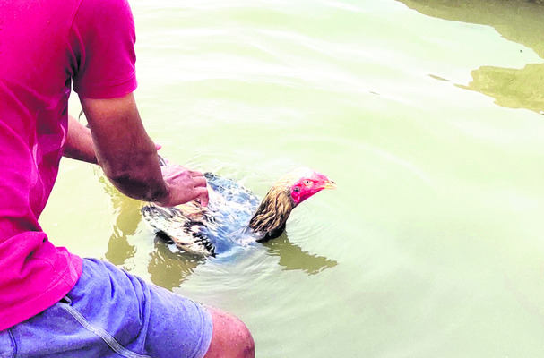 పుంజులకు పందెంపాఠాలు 1