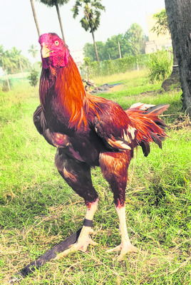 పుంజులకు పందెంపాఠాలు 2