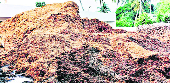 కాసులు కురిపిస్తున్న పీచు 2
