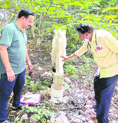 సెప్టిక్ ట్యాంక్లో ఆవు నరకయాతన 1