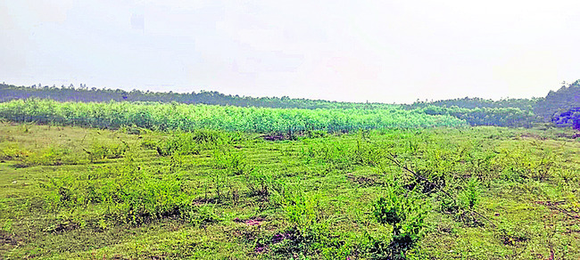 300 ఎకరాలు హాంఫట్‌!1