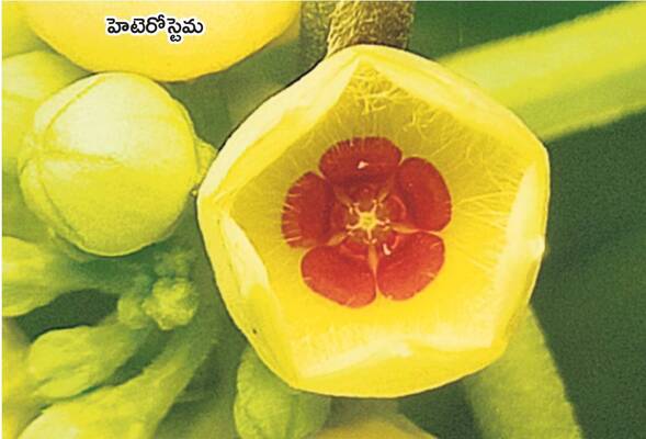 నెట్బాల్ విజేత పాలమూరు 1