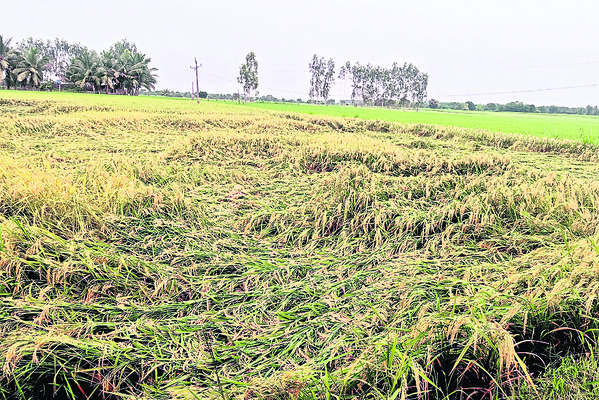 పంటలు హరీ !1