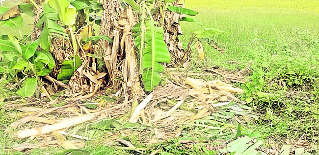 పంట పొలాలపై ఏనుగుల దాడి 1