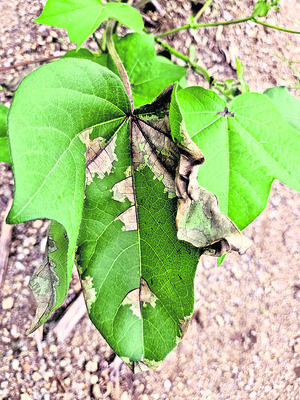 దూది రైతు దిగాలు2