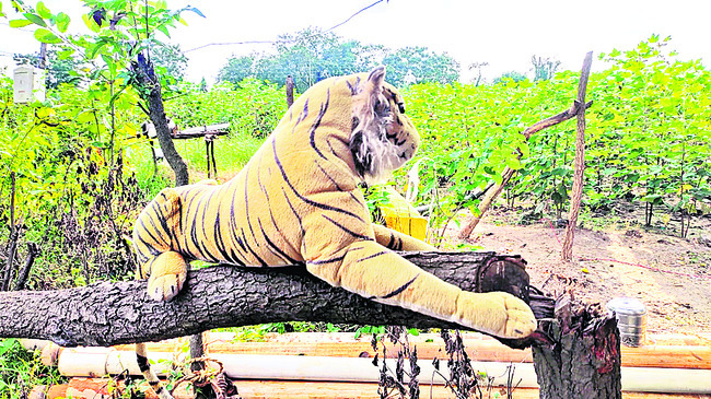 పెద్దపులి.. పంటకు రక్ష! 1