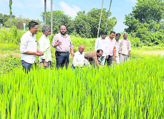 పంటల పరిశీలన 1
