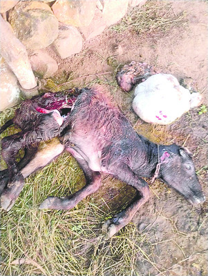 అడవి జంతువుల దాడిలో దూడ మృతి 1