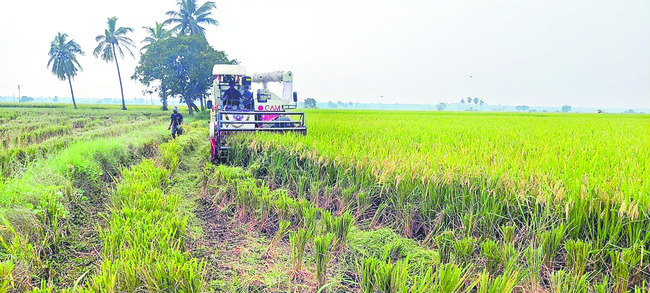 ధాన్యపు సిరులొలికేనా!1
