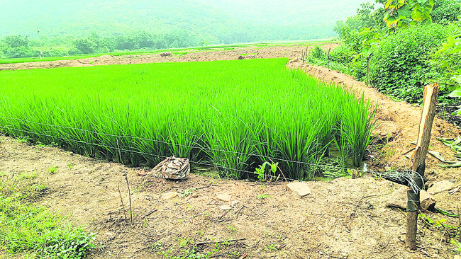 పంటలకు సోలార్ ‘కంచె’ 1