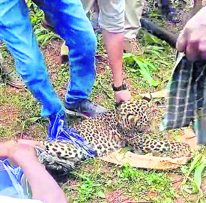 గ్రామంలోకి పిల్ల చిరుత.. కాసేపటికి కన్నుమూత 1