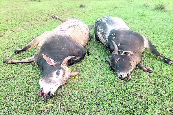 పశువులను తరలిస్తున్న లారీ పట్టివేత1