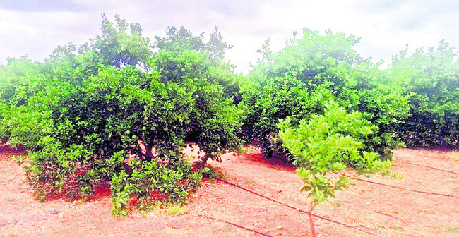 చీనీ ఆశలపై ‘చిరుజల్లు’ 1