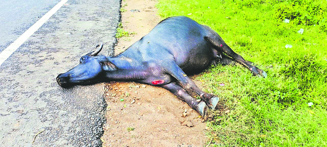 పశువులంటే ప్రాణం.. బీమా ఇవ్వం! 1