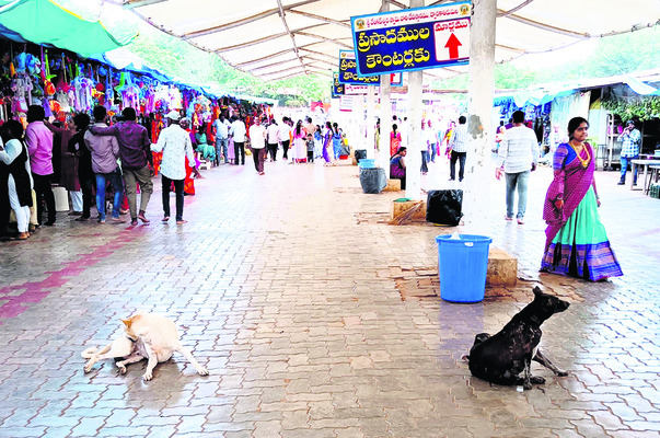 క్షేత్రంలో కుక్కల స్వైరవిహారం1
