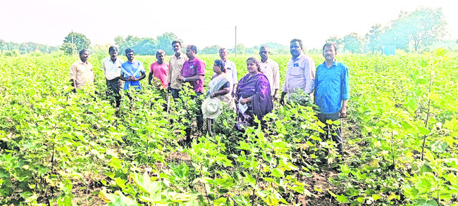 మార్కెట్ నిండా మక్కలు1